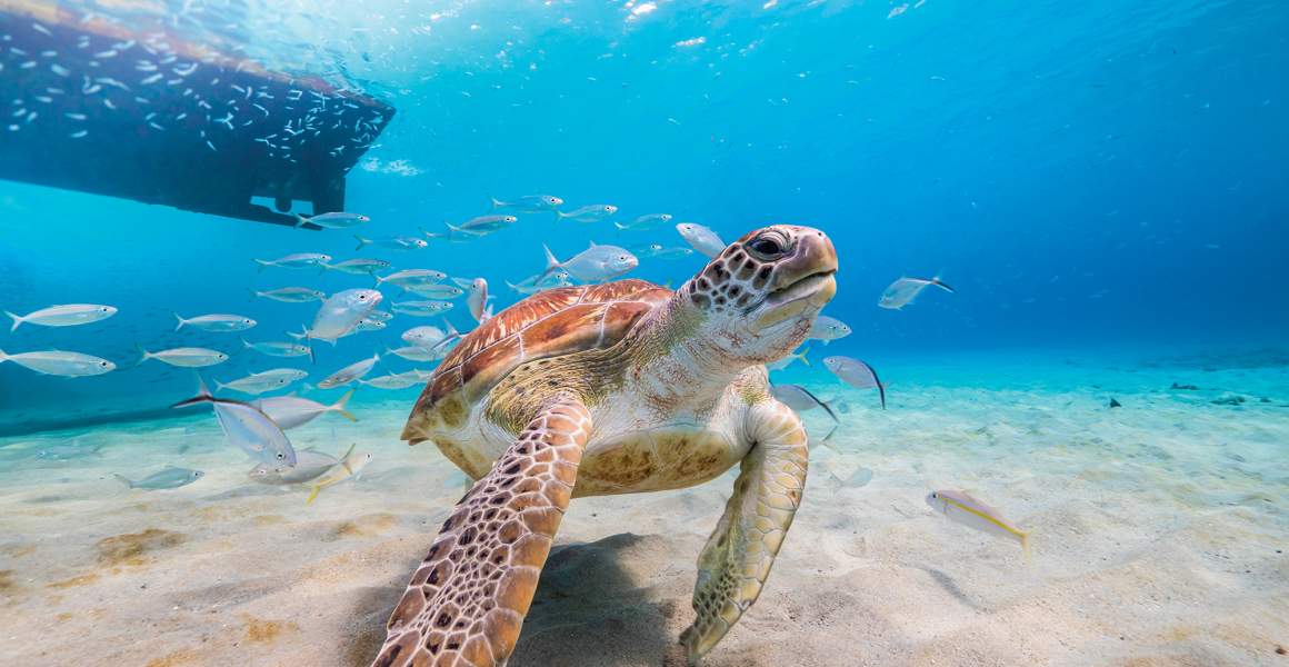 A sea turtle gliding through clear blue water during a dive in the British Virgin Islands.