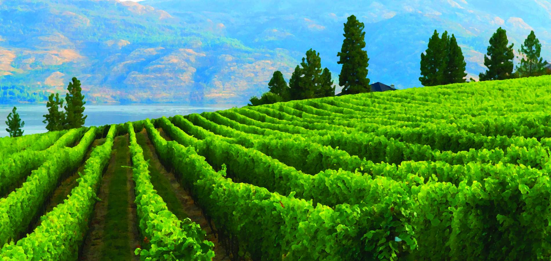MissionHillRoad Vineyard Filter 2400pxjpg