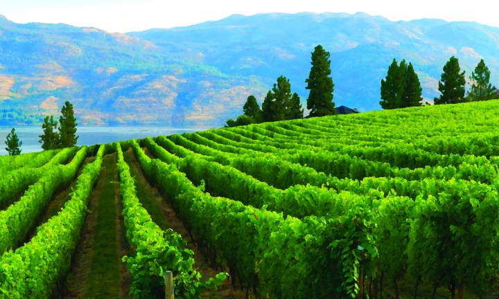 MissionHillRoad Vineyard Filter 2400pxjpg