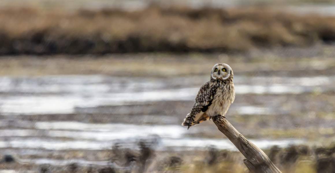 Short-eared Owl Perching on a Wooden Pole at Boundary Bay | Discover AirSprint Private Aviation