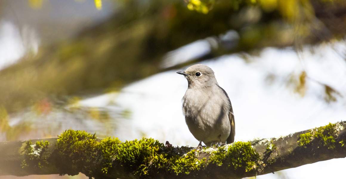 Townsends Solitaire, Pacific Flyway | Discover AirSprint Private Aviation