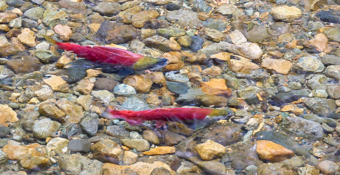 Spawning Sockeye Salmon in the Adams River, Salmon Arm, BC | AirSprint Private Aviation