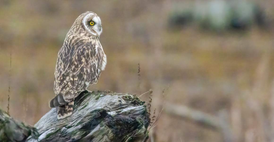 Short-eared Owl Perching on a Wooden Pole | Explore Vanderhoof, BC | AirSprint Private Aviation