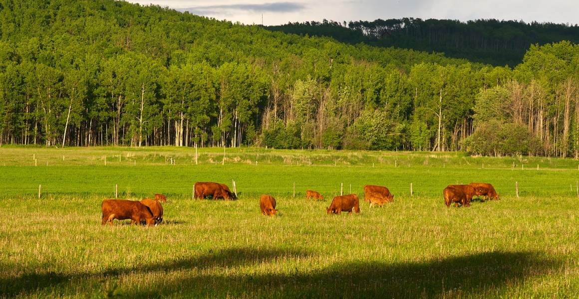 Springtime at a Cattle Ranch | Discover Vanderhoof, BC | AirSprint Private Aviation