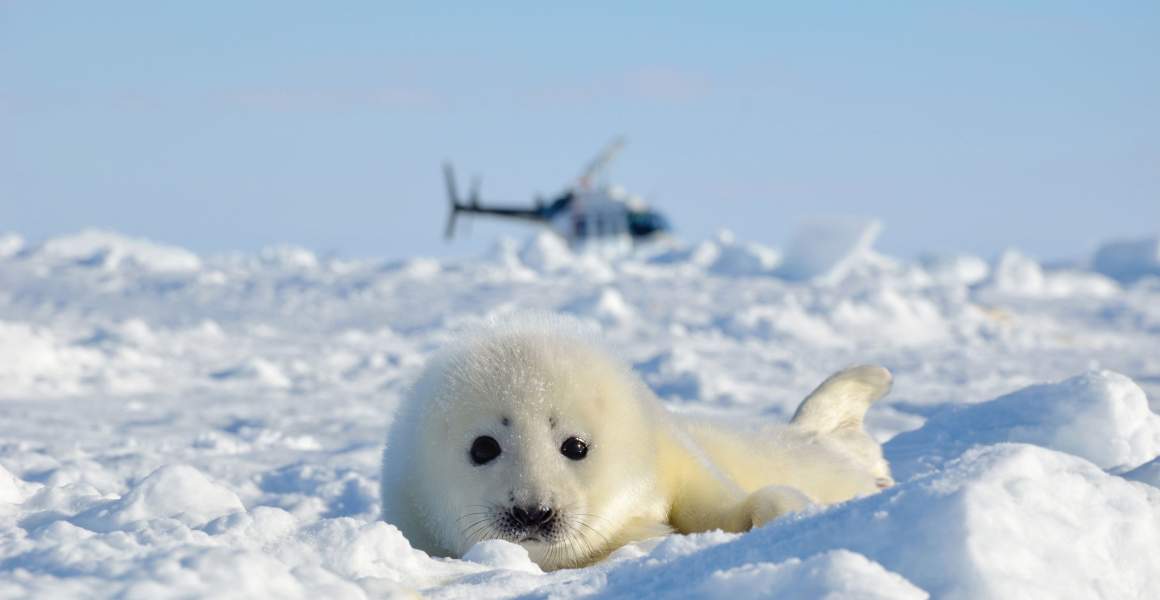 AirSprint | Newborn harp seal