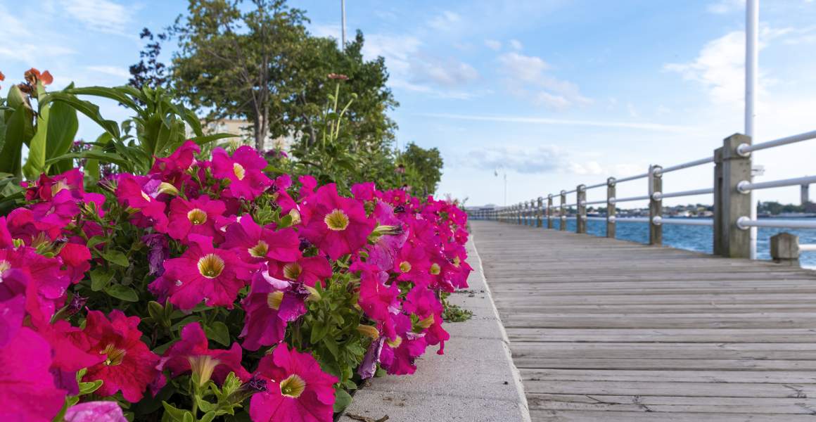 Flowers by the Sault Ste. Marie Boardwalk | Discover Sault Ste. Marie, ON | AirSprint Private Aviation
