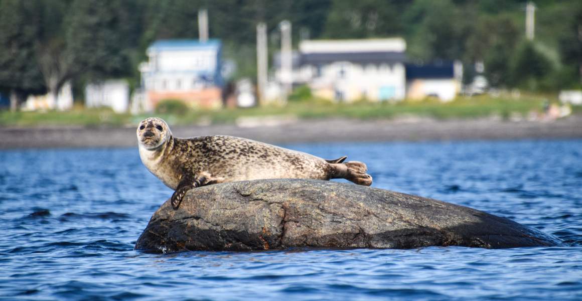 Seal drying on a rock on the edge of the St. Lawrence River | Discover AirSprint Private Aviation