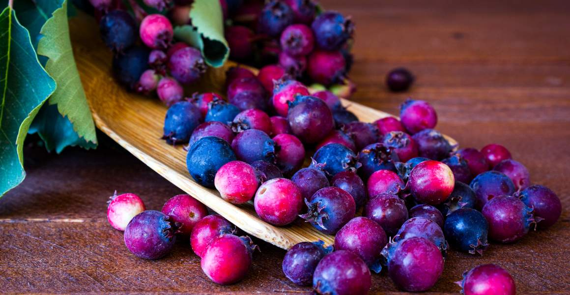 Close up of the famous Saskatoon Berries | Discover AirSprint Private Aviation