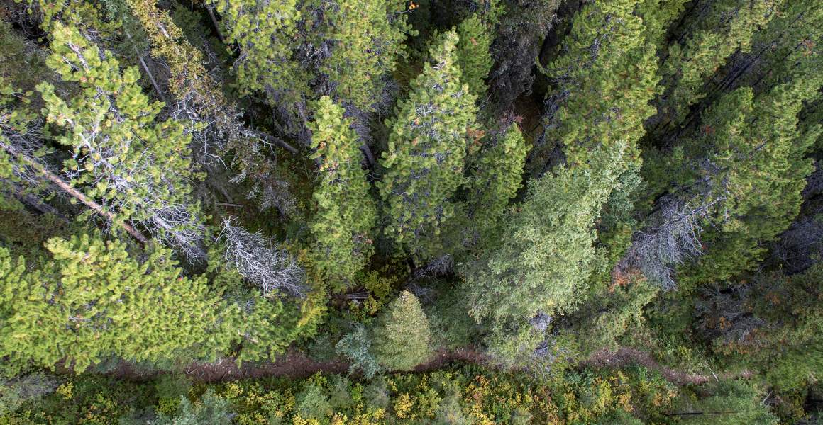 Saskatchewan's boreal forest view from above  | Discover AirSprint Private Aviation